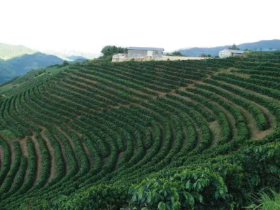 Káva Yunnan Catimor 350g