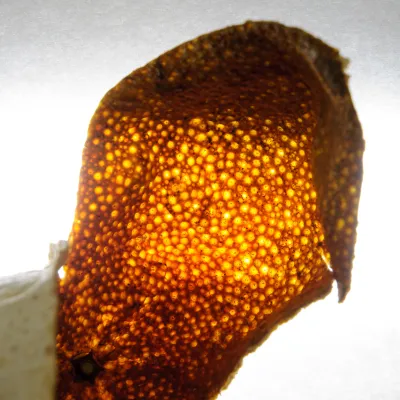 Mandarinková kůra (chen pi)