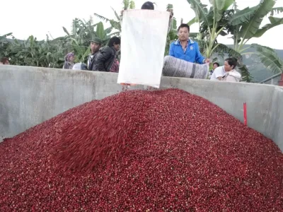 Káva Yunnan Catimor 350g